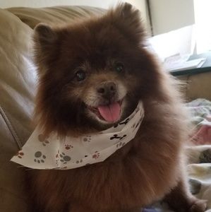 Meet your Posher, Analisa